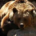 Zoo de Barcelona 23-01-11 974