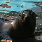 Zoo de Barcelona 23-01-11 957