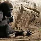 Zoo de Barcelona 23-01-11 928