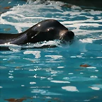 Zoo de Barcelona 23-01-11 948