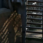 Zoo de Barcelona 23-01-11 119