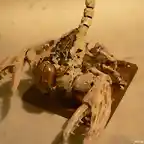 scorpion