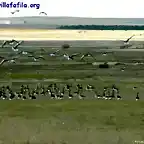 Ansares en la Reserva de Villaffila