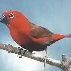 pajaro de ana 2