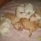 perritos