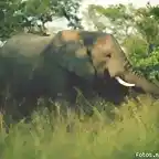 elefante