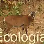 Ecologa