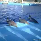 delfines