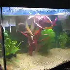 Acuario