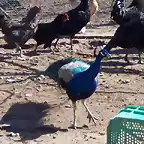 mi pavo real