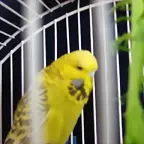 kiku