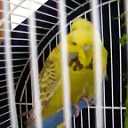 kiku2