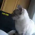 El perfil de mi gatino