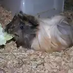 Kiskilla comiendo lechuga