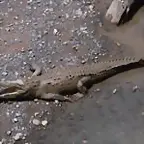 lagarto