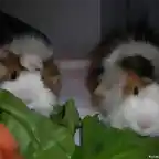 Gorditos comiendo ensalada