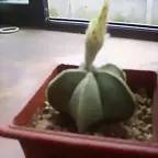 cactus comprado en relmu 10 /03 /07