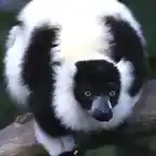 lemur