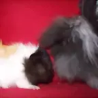 galletita y curro