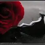 rosa---