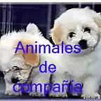 Animales de compaa