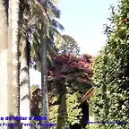Rododendron arbreo