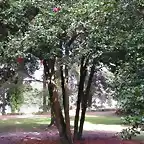 Camellia japonica arcozelo ? soutomaior chan con ptalos