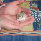 Uno de mis hamstercillos