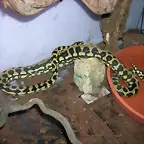 morelia spilota chiney , una preciosidad