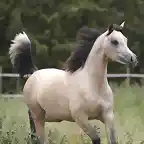 caballo