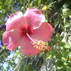 flor1