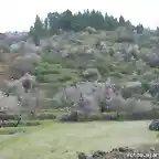 almendros en flor