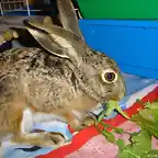 Pelu comiendo 1