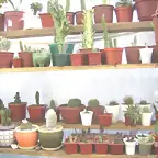 mis cactus