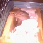 Nidito de amor Despues