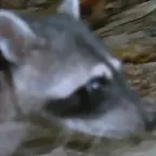 mapache