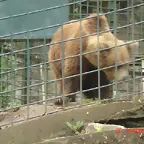 animal