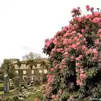 Pazo de Castrelos rododendro