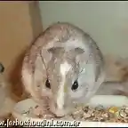 Panda Golden Agouti2