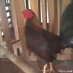 pollo gallino