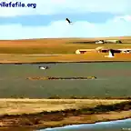 Cigüeñas sobrevolando la laguna grande
