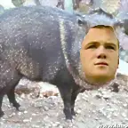 ROONEY JABALI