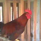 pollo zambo quemao