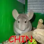 Chin