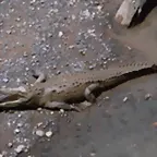lagarto 2