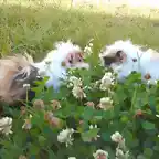 esos son Colita y Caquita conversando en el jardn