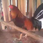 GALLO ZAMBO PINTO