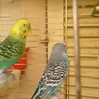 Perico y Kito