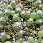 Copiapoa paposoensis