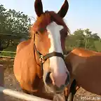 cavall
